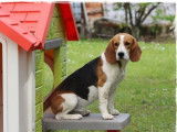 Chienne Beagle tricolore de 4 ans disponible à l’achat (LOF)