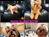 Chien femelle Shih Tzu LOF de 9 ans à vendre
