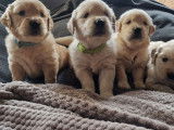 Mise à la réservation de 6 chiots Golden Retrievers LOF