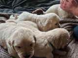 Mise à la réservation de 6 chiots Golden Retrievers LOF