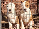 &Agrave; vendre : 4 chiots Amstaffs LOF