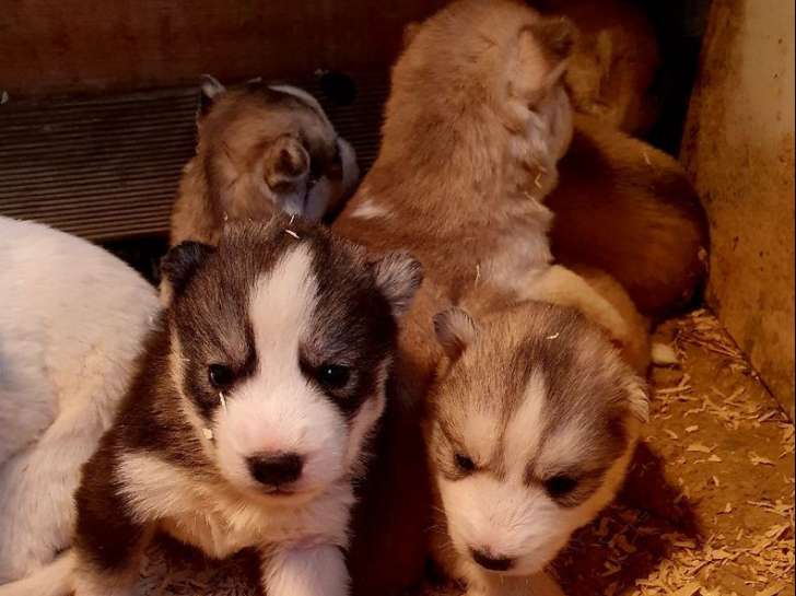 7 chiots Husky Sibériens disponibles à la réservation LOF