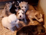 7 chiots Husky Sibériens disponibles à la réservation LOF
