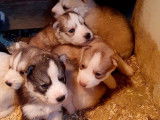 7 chiots Husky Sibériens disponibles à la réservation LOF