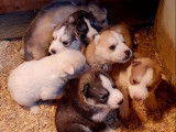 7 chiots Husky Sibériens disponibles à la réservation LOF