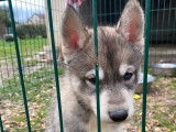 4 chiots Husky de Sibérie LOF à acheter