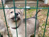 4 chiots Husky de Sibérie LOF à acheter