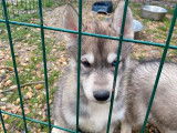 4 chiots Husky de Sibérie LOF à acheter