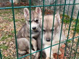 4 chiots Husky de Sibérie LOF à acheter