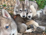 4 chiots Husky de Sibérie LOF à acheter