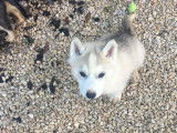 À réserver : 5 chiots Husky de Sibérie LOF
