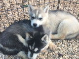 À réserver : 5 chiots Husky de Sibérie LOF