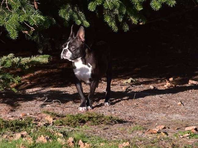 Chienne Boston Terrier LOF de 3 ans noir et blanc disponible à l'achat