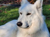 Rock, Berger Blanc Suisse disponible pour saillie Loire-Atlantique