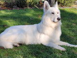 Rock, Berger Blanc Suisse disponible pour saillie Loire-Atlantique