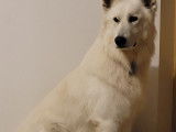 Rock, Berger Blanc Suisse disponible pour saillie Loire-Atlantique