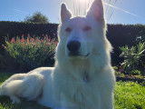 Rock, Berger Blanc Suisse disponible pour saillie Loire-Atlantique