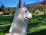 Rock, Berger Blanc Suisse disponible pour saillie Loire-Atlantique