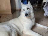 Rock, Berger Blanc Suisse disponible pour saillie Loire-Atlantique