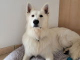 Rock, Berger Blanc Suisse disponible pour saillie Loire-Atlantique