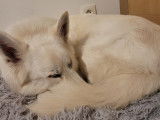 Rock, Berger Blanc Suisse disponible pour saillie Loire-Atlantique