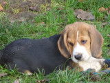 Chiots Beagles LOF disponibles à l’achat