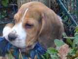 Chiots Beagles LOF disponibles à l’achat
