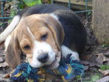 Chiots Beagles LOF disponibles à l’achat