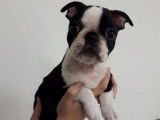 Vente d’un chiot Boston Terrier femelle de robe fauve bringé panaché blanc (LOF)
