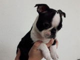 Vente d’un chiot Boston Terrier femelle de robe fauve bringé panaché blanc (LOF)