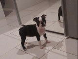 Vente d’un chiot Boston Terrier femelle de robe fauve bringé panaché blanc (LOF)