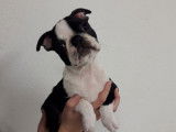 Vente d’un chiot Boston Terrier femelle de robe fauve bringé panaché blanc (LOF)