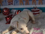 Vente de chiots Whippets (LOF)