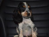 4 chiots Cockers Anglais (LOF) à vendre