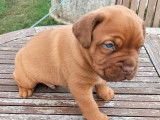 À réserver : chiot Dogue de Bordeaux mâle au pelage feu (LOF)