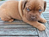 À réserver : chiot Dogue de Bordeaux mâle au pelage feu (LOF)