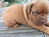 À réserver : chiot Dogue de Bordeaux mâle au pelage feu (LOF)