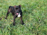À vendre : chiot Staffordshire Bull Terrier mâle au pelage noir bringé (LOF)