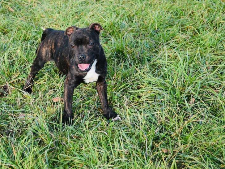 À vendre : chiot Staffordshire Bull Terrier mâle au pelage noir bringé (LOF)