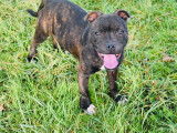 À vendre : chiot Staffordshire Bull Terrier mâle au pelage noir bringé (LOF)