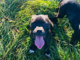 À vendre : chiot Staffordshire Bull Terrier mâle au pelage noir bringé (LOF)