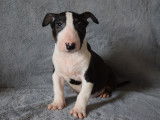 Vente d’un chiot Bull Terrier mâle noir et blanc (LOF)
