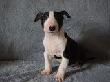 Vente d’un chiot Bull Terrier mâle noir et blanc (LOF)