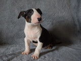 Vente d’un chiot Bull Terrier mâle noir et blanc (LOF)