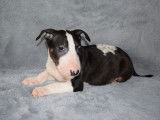 Vente d’un chiot Bull Terrier mâle noir et blanc (LOF)