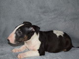 Vente d’un chiot Bull Terrier mâle noir et blanc (LOF)