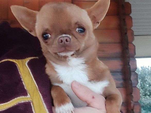 Chiot Chihuahua femelle au pelage chocolat (LOF) à vendre
