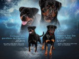 Chiots Rottweiler à naître