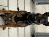 Beau Malinois disponible pour saillie