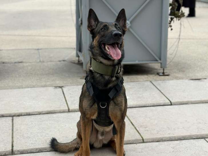 Beau Malinois disponible pour saillie